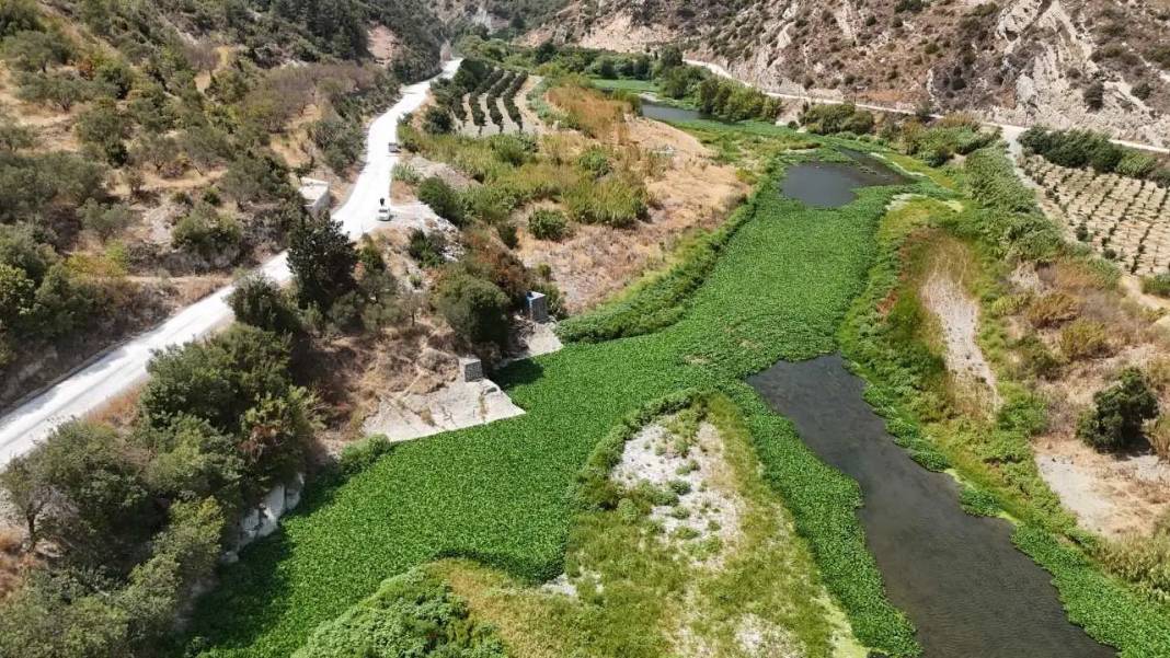 Hatay’da Görsel Şölen Mest Etti: Asi Nehri Sümbül Cenneti Oldu! 6